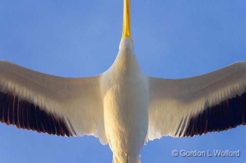 White Pelican Belly_35582.jpg - American White Pelican (Pelecanus erythrorhynchos)Photographed along the Gulf coast near Port Lavaca, Texas, USA.